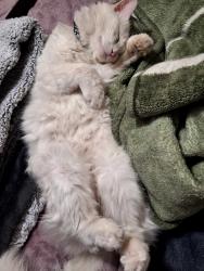 Lost Male Cat last seen Fern and Merton, Wichita, KS 67213