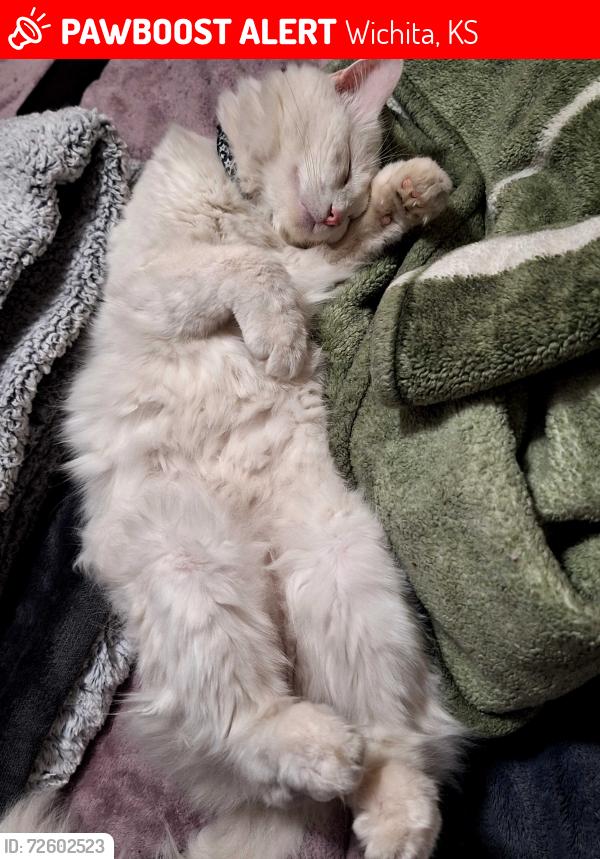 Lost Male Cat last seen Fern and Merton, Wichita, KS 67213