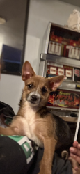 Lost Female Dog last seen Lincoln , Gary, IN 46407