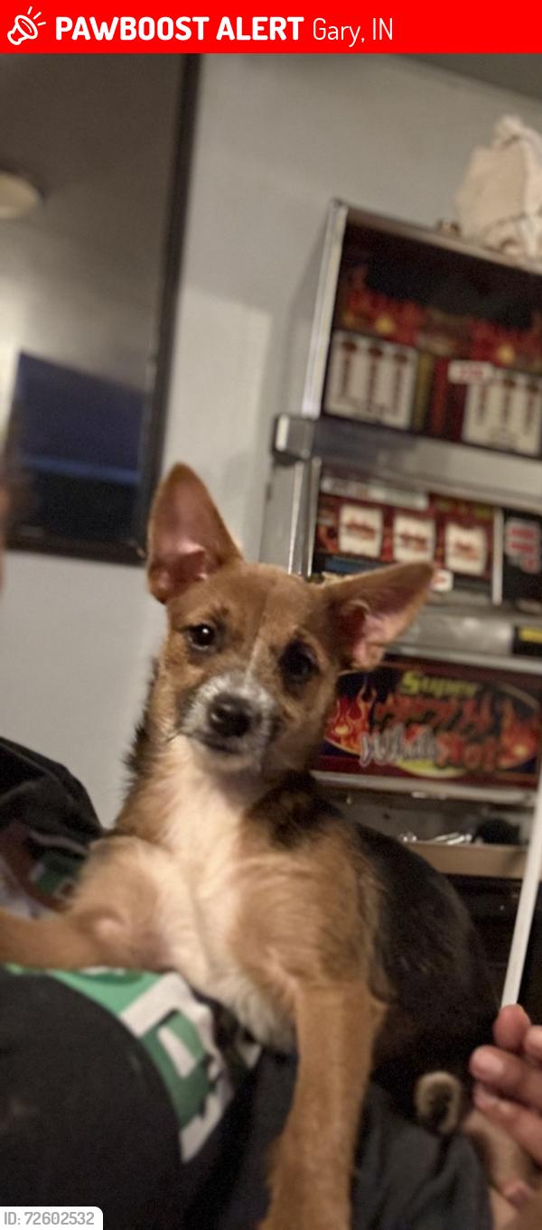 Lost Female Dog last seen Lincoln , Gary, IN 46407