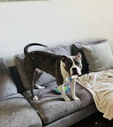 Lost Female Dog last seen Staples Mill & Broad Street, Henrico, VA 23228