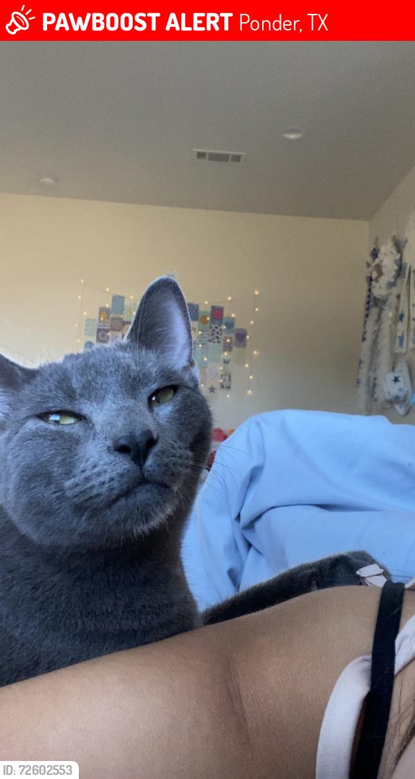 Lost Male Cat last seen N county Line rd, Ponder TX, Ponder, TX 76259