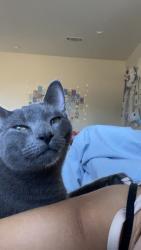 Lost Male Cat last seen N county Line rd, Ponder TX, Ponder, TX 76259