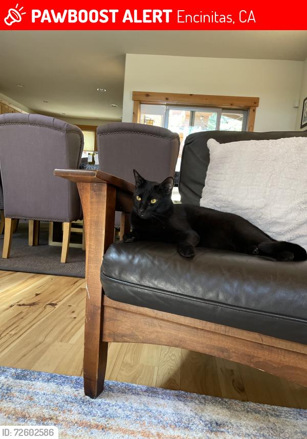 Lost Male Cat last seen Lake St, Encinitas, CA 92007