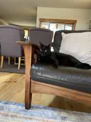 Lost Male Cat last seen Lake St, Encinitas, CA 92007