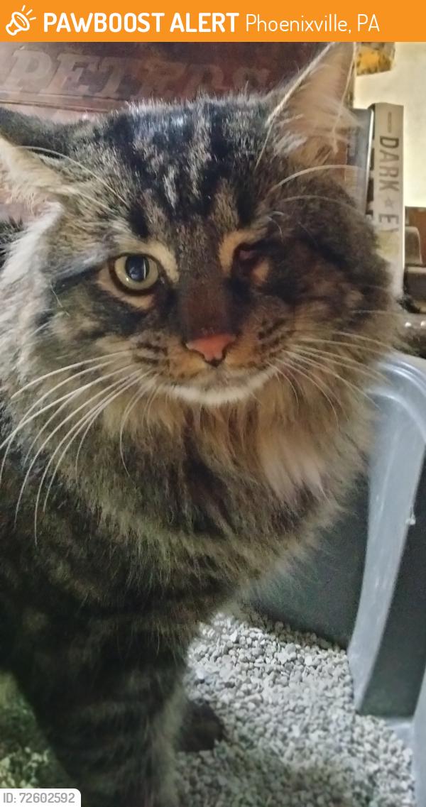 Found/Stray Male Cat last seen Morris cemetery phoenixville pa , Phoenixville, PA 19460
