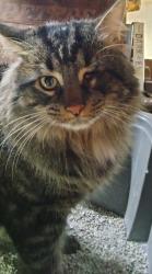 Found/Stray Male Cat last seen Morris cemetery phoenixville pa , Phoenixville, PA 19460