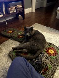 Lost Male Cat last seen Lake Forest Neighborhood, Centeroak Dr, Knoxville, TN 37920