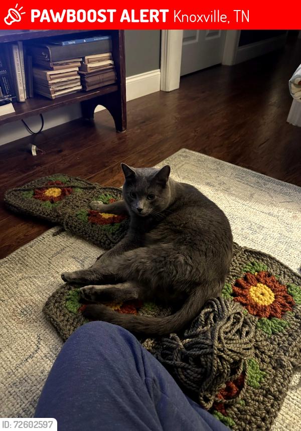 Lost Male Cat last seen Lake Forest Neighborhood, Centeroak Dr, Knoxville, TN 37920