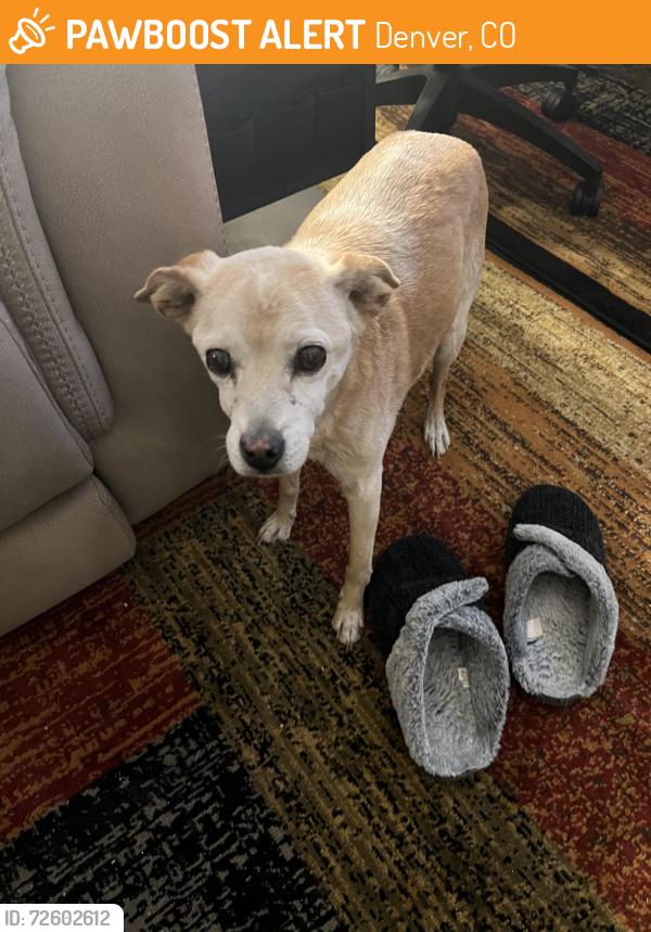 Found/Stray Male Dog last seen EEvans Ave and S Platte River Drive, Denver, CO 80223