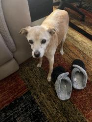Found/Stray Male Dog last seen EEvans Ave and S Platte River Drive, Denver, CO 80223