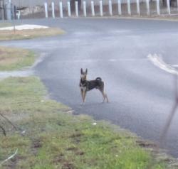 Found/Stray Unknown Dog last seen Near Coyote Crossing ( only saw, don't have dog. Very skittish and wont let you get near him., San Antonio, TX 78264