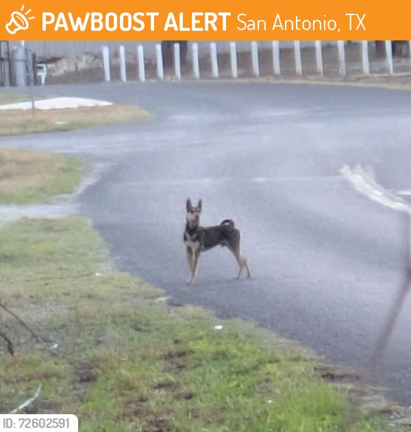 Found/Stray Unknown Dog last seen Near Coyote Crossing ( only saw, don't have dog. Very skittish and wont let you get near him., San Antonio, TX 78264