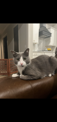 Lost Male Cat last seen Long lane , Franklin, TN 37064
