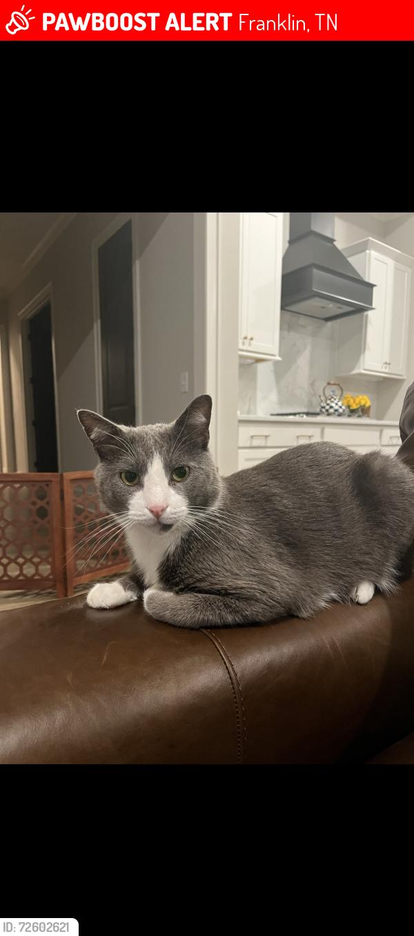 Lost Male Cat last seen Long lane , Franklin, TN 37064