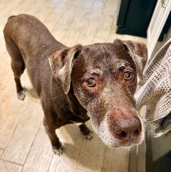 Lost Male Dog last seen Cypress St/Cregor, Bloomingdale, GA 31302
