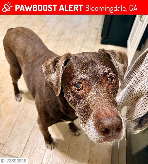 Lost Male Dog last seen Cypress St/Cregor, Bloomingdale, GA 31302