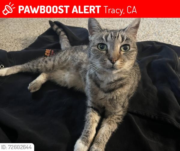 Lost Female Cat last seen John Erb Park, Tracy, CA 95377