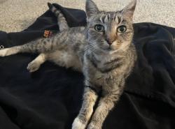 Lost Female Cat last seen John Erb Park, Tracy, CA 95377