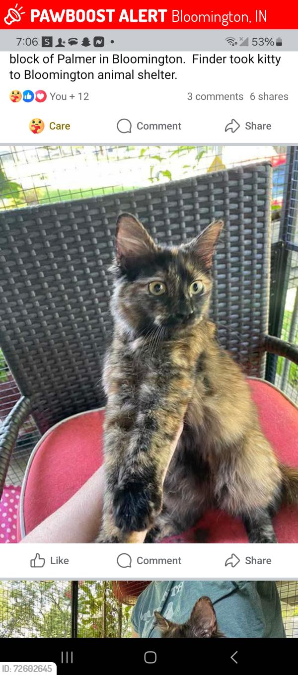 Lost Female Cat last seen Palmer, Bloomington, IN 47401