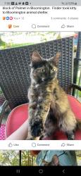 Lost Female Cat last seen Palmer, Bloomington, IN 47401