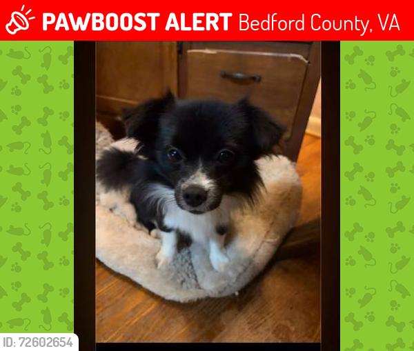 Lost Male Dog last seen Triggs Rd and Krantz Corner, Bedford County, VA 24556