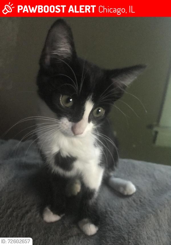 Lost Female Cat last seen 62nd & Dorchester Community Garden 6101–6199 S Dorchester , Chicago, IL 60637
