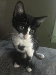 Lost Female Cat last seen 62nd & Dorchester Community Garden 6101–6199 S Dorchester , Chicago, IL 60637