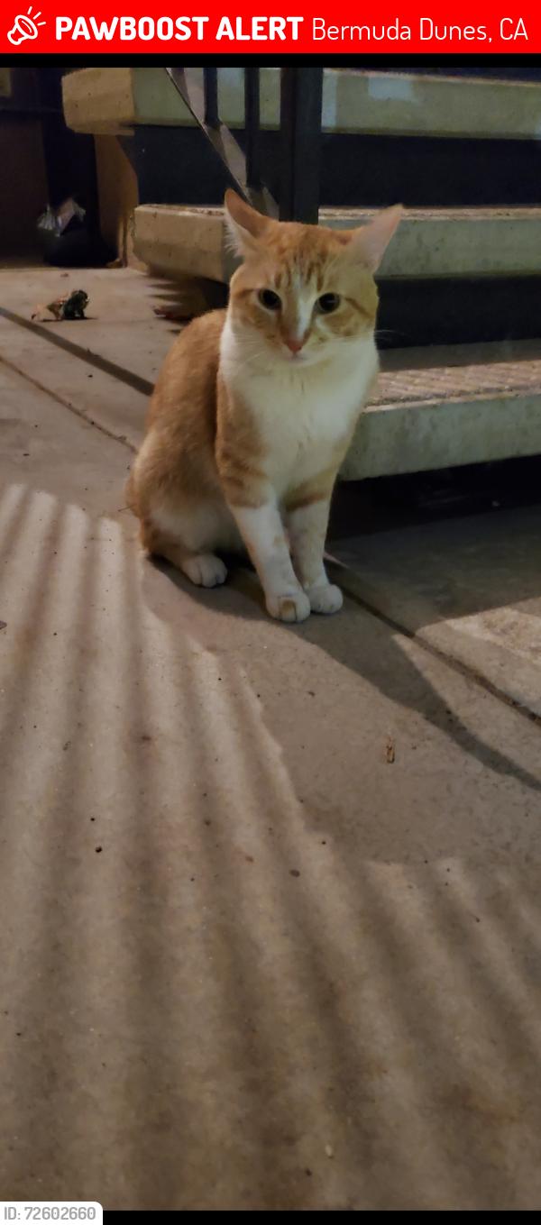 Lost Male Cat last seen Near avenue, Bermuda Dunes, CA 92203