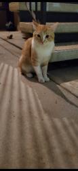 Lost Male Cat last seen Near avenue, Bermuda Dunes, CA 92203