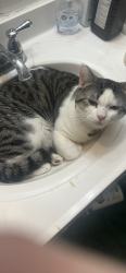 Lost Male Cat last seen Near w 54th pl arvada, Arvada, CO 80002