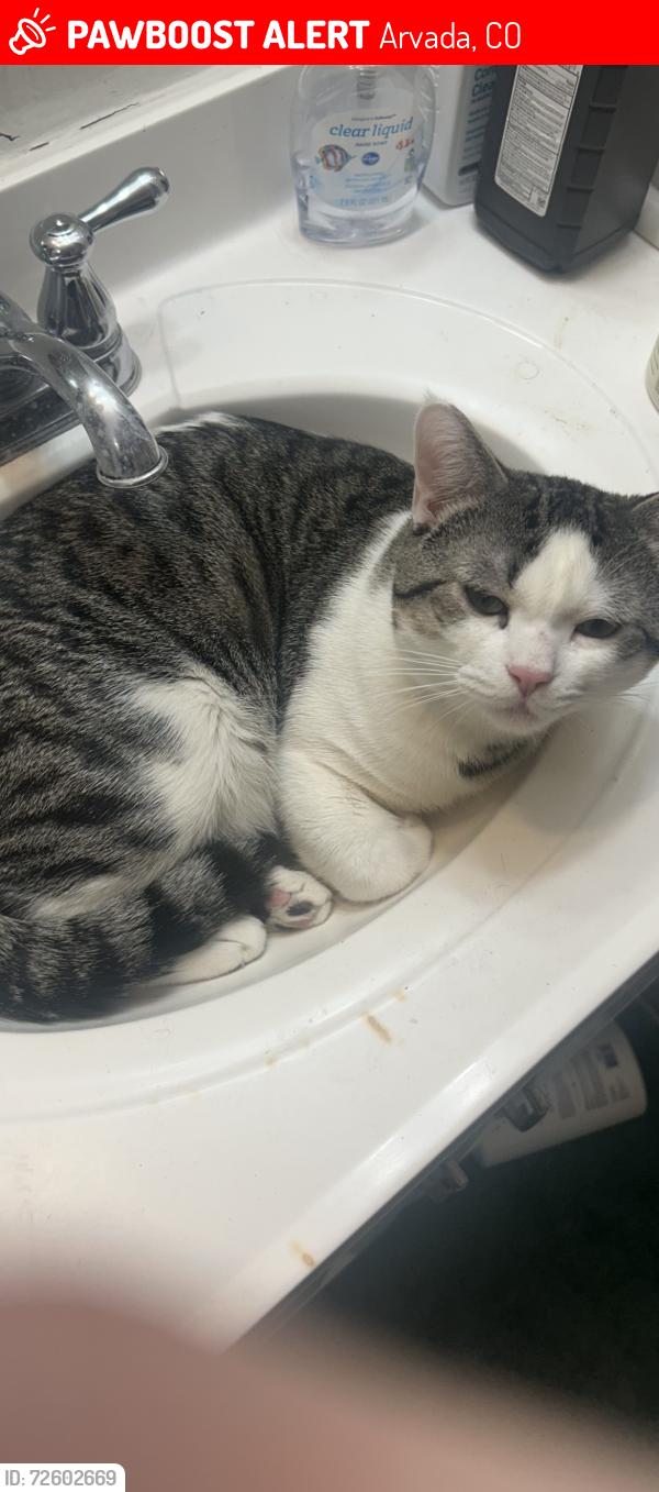 Lost Male Cat last seen Near w 54th pl arvada, Arvada, CO 80002