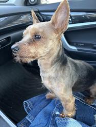 Found/Stray Male Dog last seen Truman Road and Swope, Independence, MO 64056
