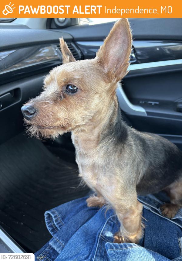 Found/Stray Male Dog last seen Truman Road and Swope, Independence, MO 64056