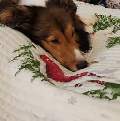 Lost Female Dog last seen Three rivers road, Gulfport, MS 39503