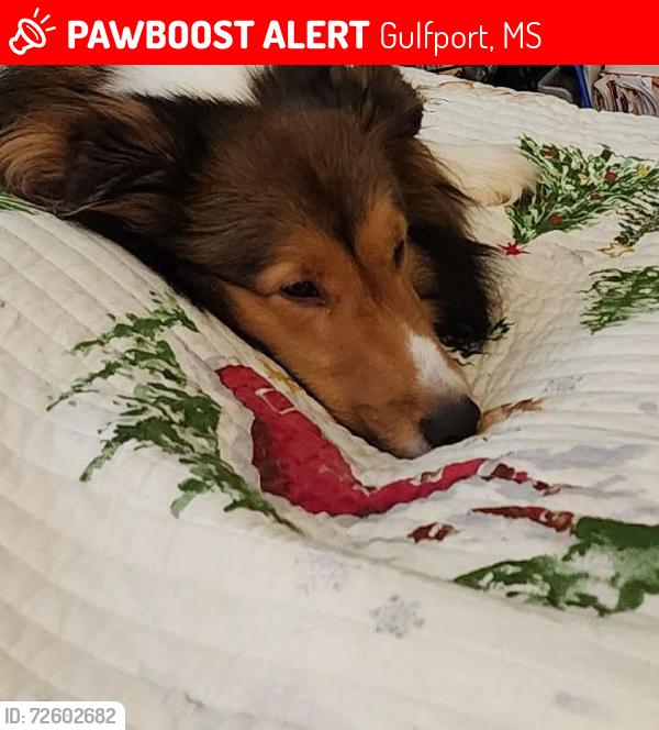 Lost Female Dog last seen Three rivers road, Gulfport, MS 39503