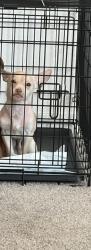 Found/Stray Male Dog last seen Jazmine &  MLK, Denver, CO 80207
