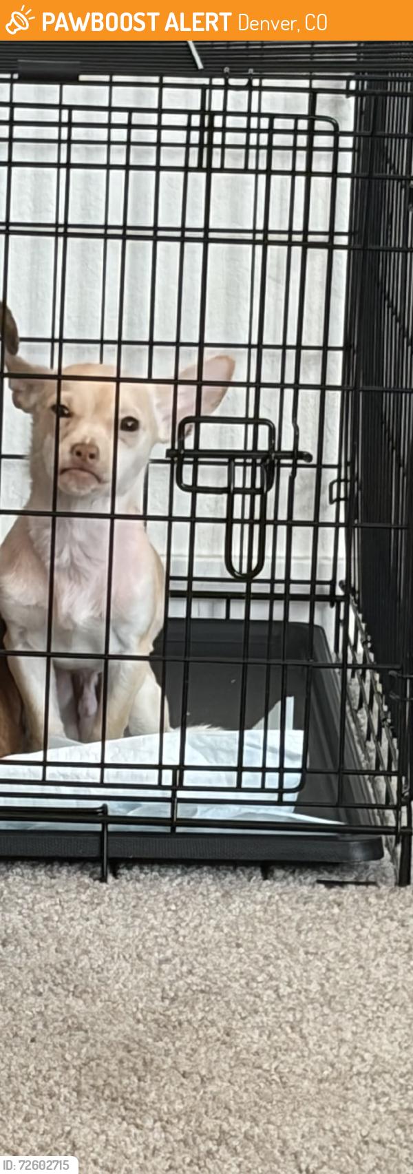 Found/Stray Male Dog last seen Jazmine &  MLK, Denver, CO 80207