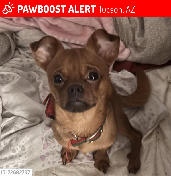 Lost Male Dog last seen Clark/ veterans, Tucson Arizona , Tucson, AZ 85713
