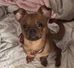 Lost Male Dog last seen Clark/ veterans, Tucson Arizona , Tucson, AZ 85713