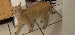 Lost Male Cat last seen 111th and peoria, Youngtown, AZ 85363