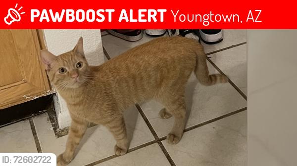 Lost Male Cat last seen 111th and peoria, Youngtown, AZ 85363