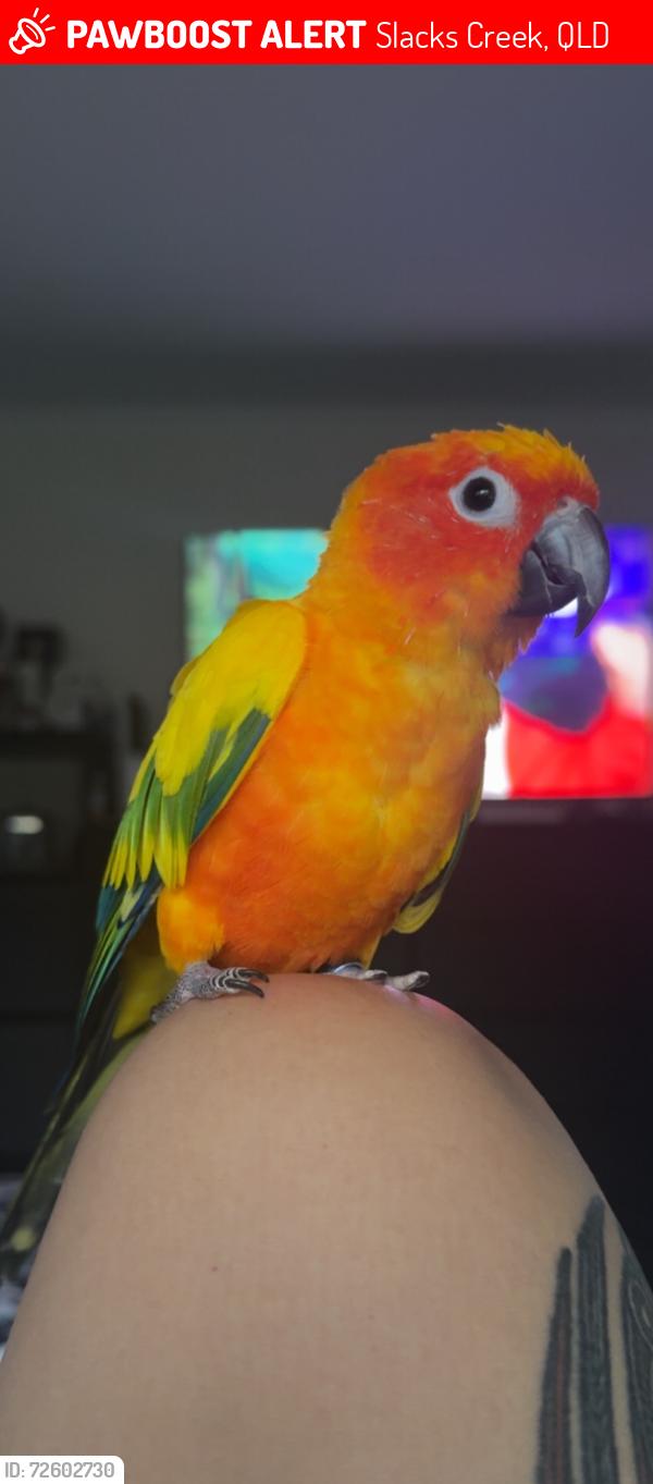 Lost Male Bird last seen Kingston Rd , Slacks Creek, QLD 4127