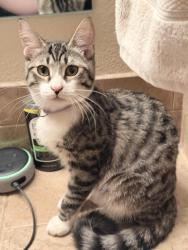 Lost Female Cat last seen Maple and Perrin, Fresno, CA 93720
