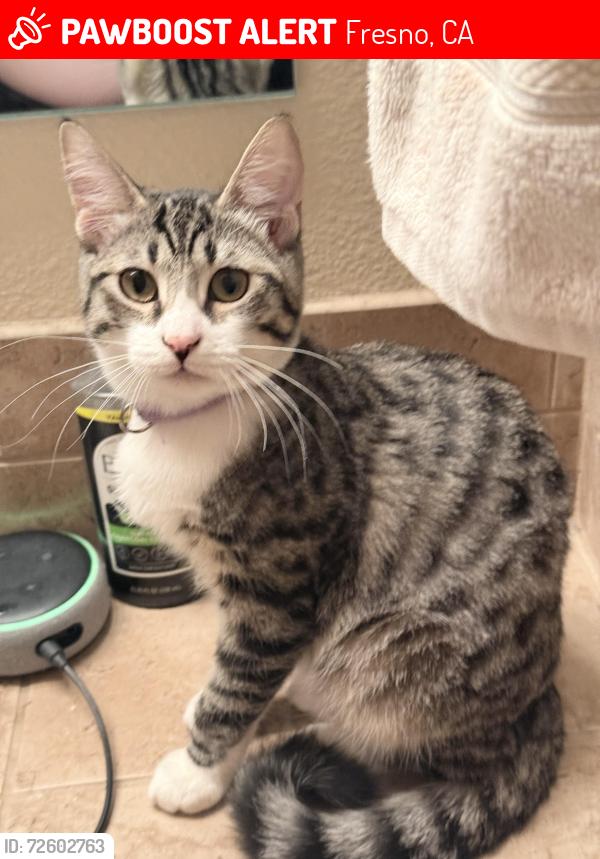 Lost Female Cat last seen Maple and Perrin, Fresno, CA 93720