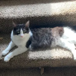 Lost Female Cat last seen Near 9869 Se Talbert St , Clackamas, OR 97015