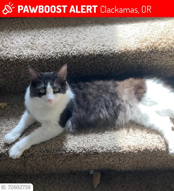 Lost Female Cat last seen Near 9869 Se Talbert St , Clackamas, OR 97015