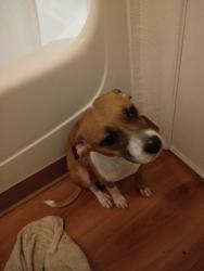 Lost Female Dog last seen Motel 6 , McAllen, TX 78501