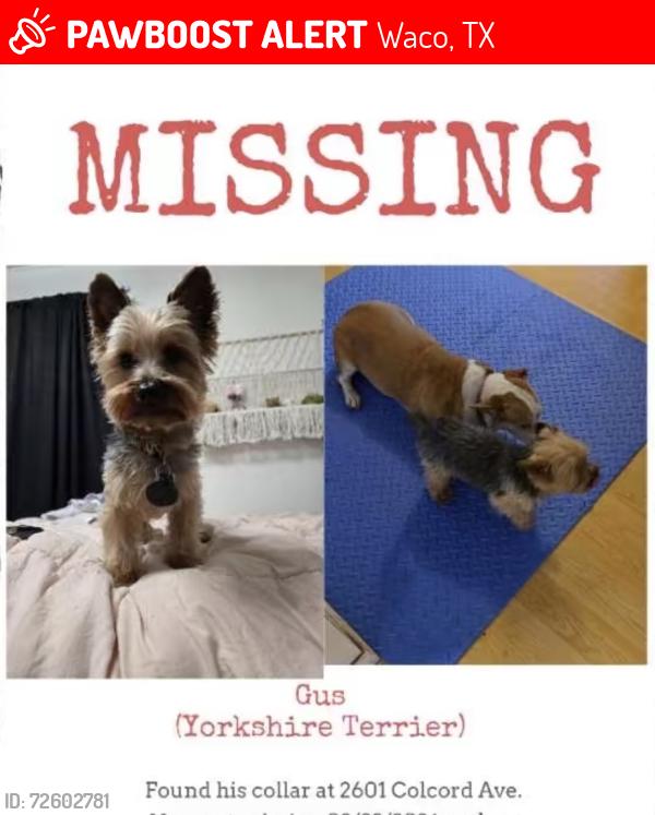 Lost Male Dog last seen Colcord ave, Waco, TX 76707