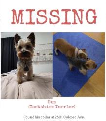 Lost Male Dog last seen Colcord ave, Waco, TX 76707